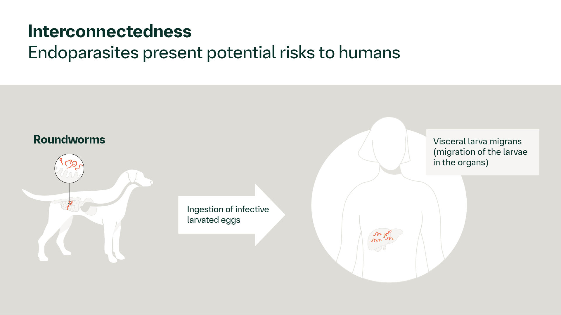Roundworms in dogs? Or cats? Five things to know